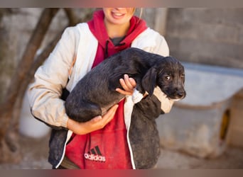 Olivia ❤️ junges, lebensfrohes Hundemädl