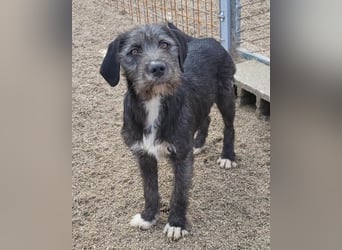 Barak-Mix-Mädchen Lidina ❤️ jung u. aktiv