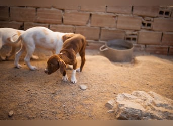 Sunny ❤️ aufgewecktes, süßes Welpenmädl
