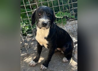 Barak-Mix-Mädchen Alani ❤️ sanft+zurückhaltend