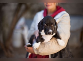 kleiner MILES❤️charmanter Abenteurer sucht Kuschelplatz fürs Leben!