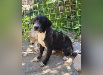 Barak-Mix-Mädchen Alani ❤️ sanft+zurückhaltend