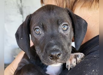 ROSI❤️bezaubernder Wirbelwind mit Herz & Schmusegarantie!