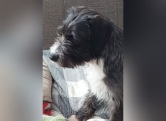 Alani ❤️ wartet in 90530 Wendelstein auf dich