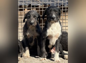 Barak-Mix RICCI❤️fröhlicher, lieber und neugieriger Powerpfoten-Junge