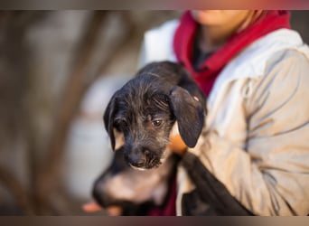 Olivia ❤️ junges, lebensfrohes Hundemädl