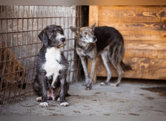 Barak-Mix-Mädchen Alani ❤️ sanft+zurückhaltend