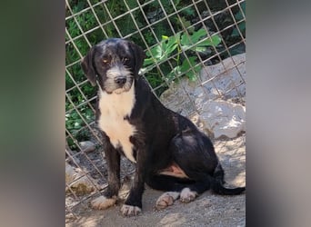 Barak-Mix-Mädchen Alani ❤️ sanft+zurückhaltend