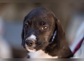 Barak-Mix MILES❤️lieber, schüchterner Jungrüde sucht Kuschelplatz fürs Leben!