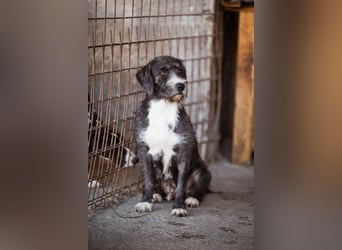 Barak-Mix-Mädchen Alani ❤️ sanft+zurückhaltend