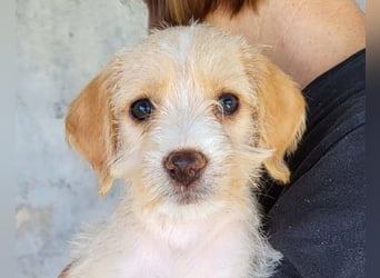 Anka ❤️ verspieltes, junges Hundemädchen