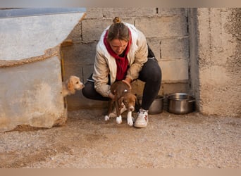 Sunny ❤️ aufgewecktes, süßes Welpenmädl