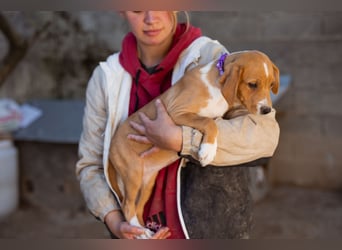 Eevee ❤️ neugierige, verspielte Hündin!