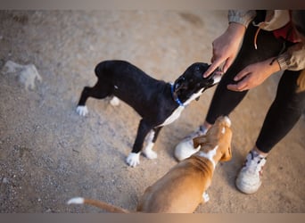 kleiner MILES❤️charmanter Abenteurer sucht Kuschelplatz fürs Leben!