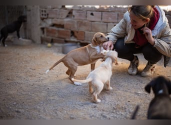 Eevee ❤️ neugierige, verspielte Hündin!