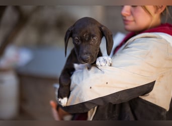 ROSI❤️bezaubernde Bracke-Barak-Mix-Welpin und ein Wirbelwind mit Herz & Schmusegarantie!