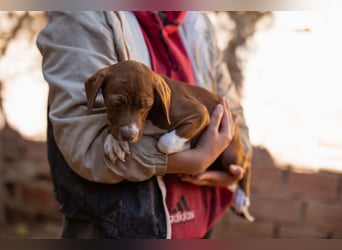 Sunny ❤️ aufgewecktes, süßes Welpenmädl