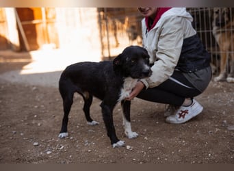 Barak-Mix RICCI❤️fröhlicher, lieber und neugieriger Powerpfoten-Junge
