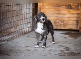 Barak-Mix-Mädchen Alani ❤️ sanft+zurückhaltend