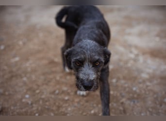 Barak-Mix-Mädchen Lidina ❤️ jung u. aktiv