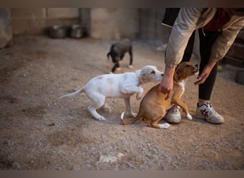 Zuckerschnute ARIA❤️liebt Abenteuer – und Kuscheleinheiten noch mehr!