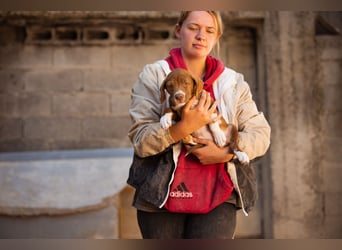 Sunny ❤️ aufgewecktes, süßes Welpenmädl