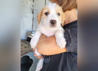 Kleine FREYJA❤️ein Sonnenscheinchen auf vier Pfoten sucht ihr Zuhause voller Liebe