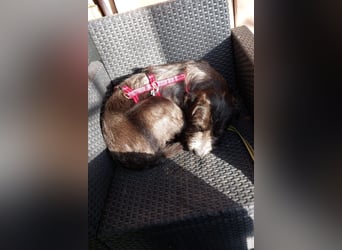 Alani ❤️ wartet in 90530 Wendelstein