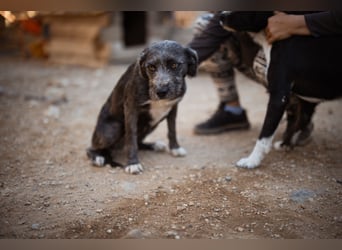 Barak-Mix-Mädchen Lidina ❤️ jung u. aktiv