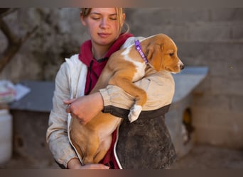 Eevee ❤️ neugierige, verspielte Hündin!