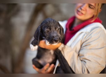 Olivia ❤️ junges, lebensfrohes Hundemädl