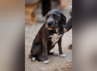 Barak-Mix-Mädchen Lidina ❤️ jung u. aktiv