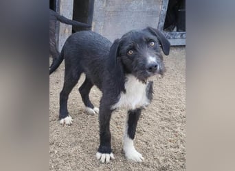 Barak-Mix RICCI❤️fröhlicher, lieber und neugieriger Powerpfoten-Junge