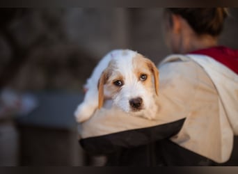 Kleine FREYJA❤️ein Sonnenscheinchen auf vier Pfoten sucht ihr Zuhause voller Liebe