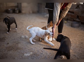 Zuckerschnute ARIA❤️liebt Abenteuer – und Kuscheleinheiten noch mehr!
