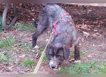 Alani ❤️ wartet in 90530 Wendelstein auf dich