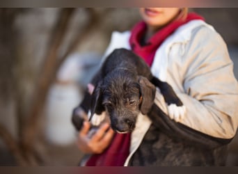 Olivia ❤️ junges, lebensfrohes Hundemädl