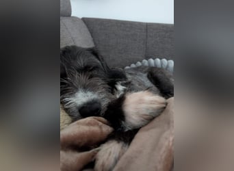 Alani ❤️ wartet in 90530 Wendelstein auf dich