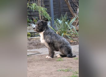 Alani ❤️ wartet in 90530 Wendelstein auf dich