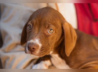 Sunny ❤️ aufgewecktes, süßes Welpenmädl