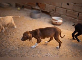Sunny ❤️ aufgewecktes, süßes Welpenmädl
