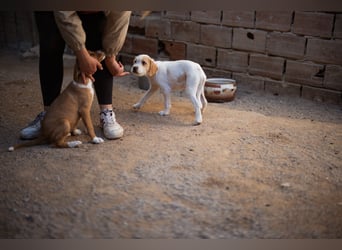 Kleine FREYJA❤️ein Sonnenscheinchen auf vier Pfoten sucht ihr Zuhause voller Liebe