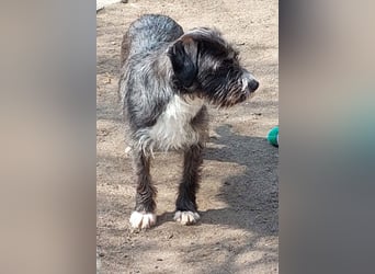 Alani ❤️ wartet in 90530 Wendelstein auf dich