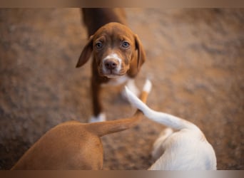 Sunny ❤️ aufgewecktes, süßes Welpenmädl