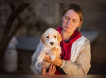 Anka ❤️ verspieltes, junges Hundemädchen