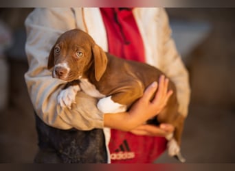 Sunny ❤️ aufgewecktes, süßes Welpenmädl