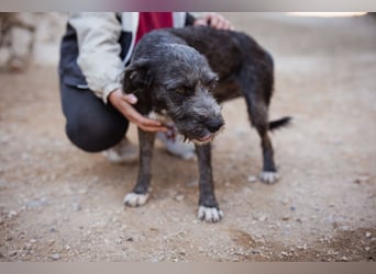 Barak-Mix-Mädchen Lidina ❤️ jung u. aktiv