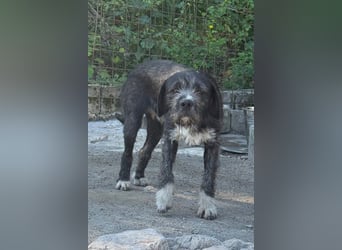 Barak-Mix MILES❤️lieber, schüchterner Jungrüde sucht Kuschelplatz fürs Leben!