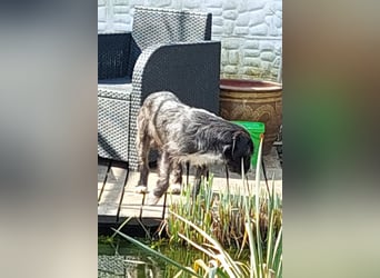 Alani ❤️ wartet in 90530 Wendelstein auf dich