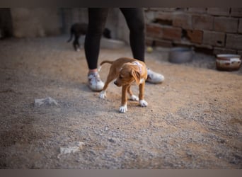 Eevee ❤️ neugierige, verspielte Hündin!